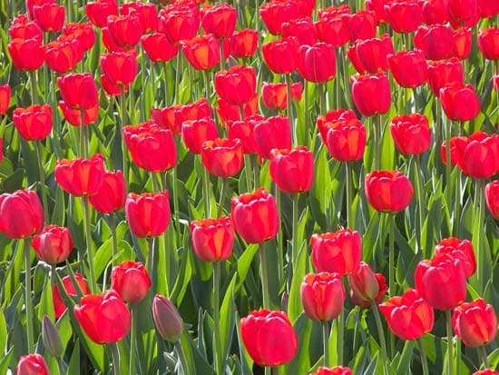 Kodak EasyShare P880