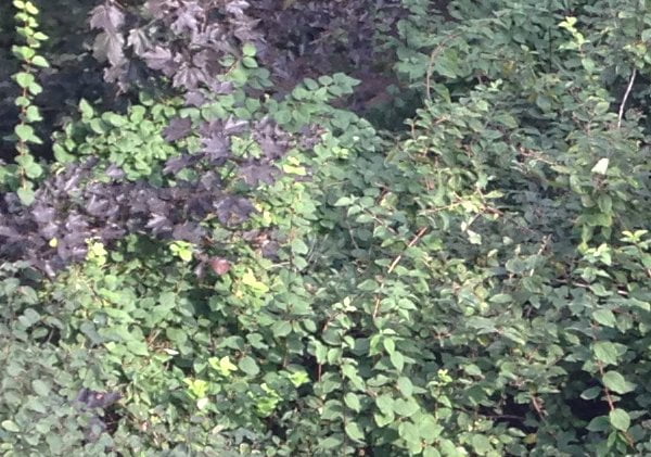 Снимок на камеру iPhone 5