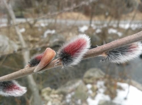 Обзор LG Optimus G