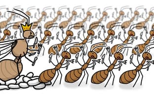 Системный блок геймера был захвачен муравьями