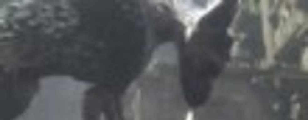 Sony опять продлила права на использование торговой марки The Last Guardian