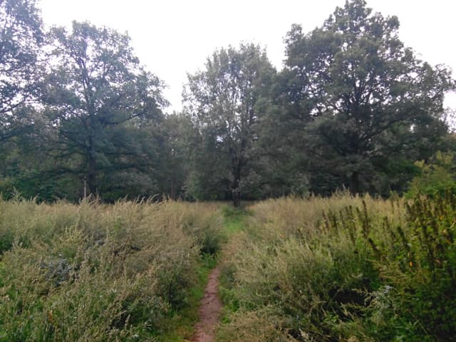 Обзор Jiayu G4. Демонстрационный снимок