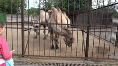 Видеокамера Sony HDR-CX900