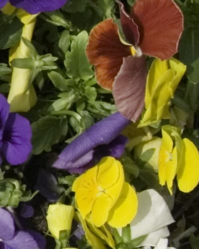 Panasonic DMC-LC1 Lumix