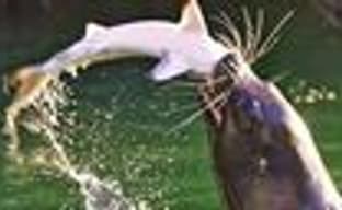 Слух: Microsoft может купить Take-Two