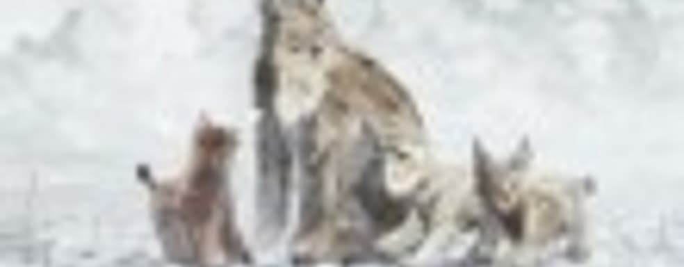 Launch-трейлер Shelter 2